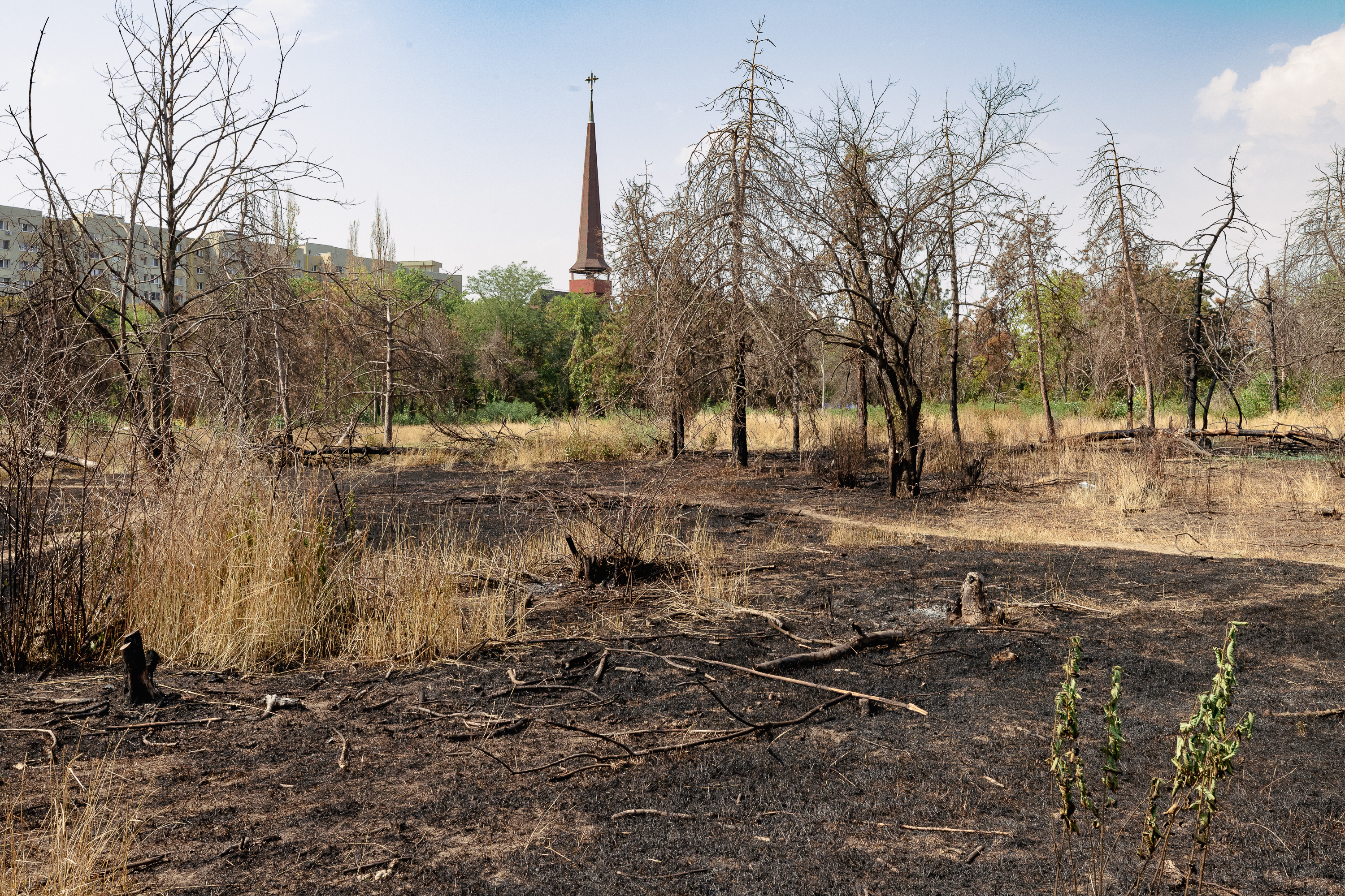 Revolta locuitorilor de lângă Parcul IOR care arde, iar copacii se usucă în mod misterios, sub ochii autorităților: „Ne credeți proști, domnule primar?”