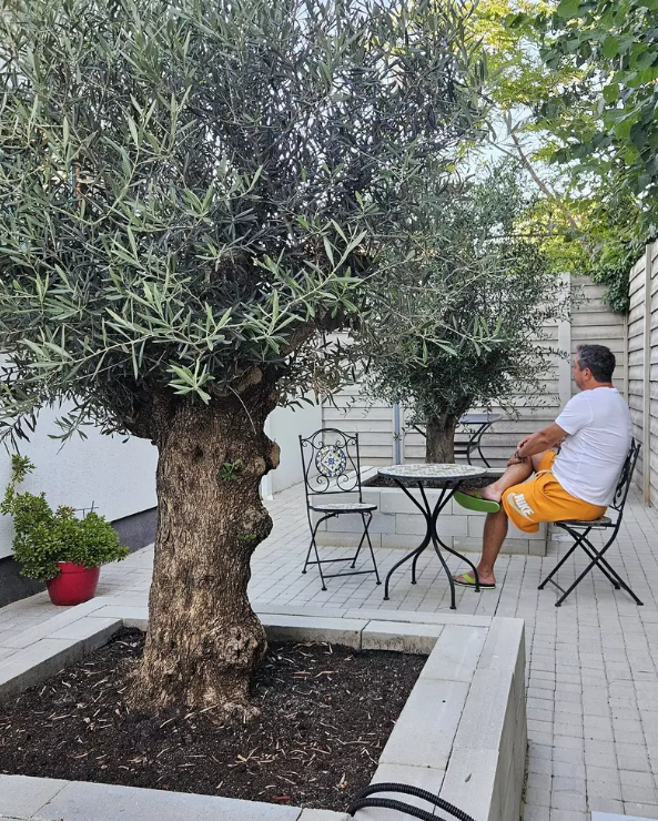 Imagini din locuința lui chef Sorin Bontea. Juratul de la MasterChef și-a plantat măslini în curte. „Abia aștept să strâng recolta”