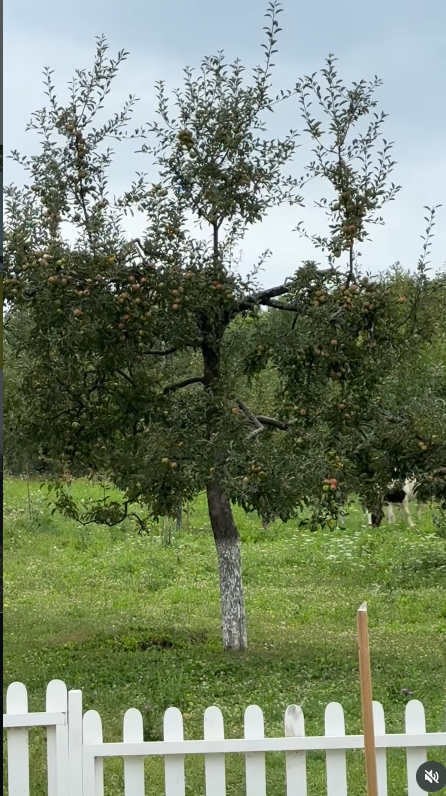 Imagini cu Dragoș Bucur în timp ce încearcă să călărească unul dintre caii familiei. Soția lui a surprins momentul. „Îl bagă în copaci”