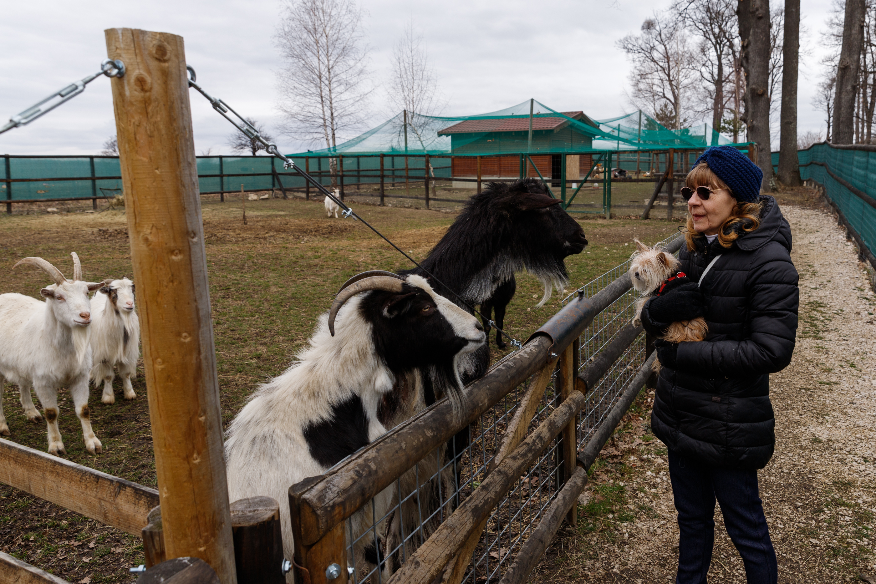 VIDEO. Cum au ajuns o fostă jurnalistă și un consul francez să aibă grijă de peste 120 de urși: „Dacă nu-i luați, îi împușcăm. Puteai să refuzi?”