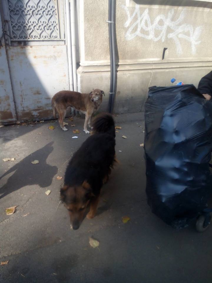 Bâtrâna care i-a șocat pe bucureșteni. Cară un sac după ea pe străzi, dar ce poveste ascunde este zguduitor. Ar putea fi bunica oricăruia dintre noi | FOTO