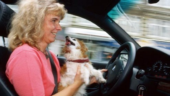 Kedvencek az autóban: ha így utazik, ütközéskor ágyúgolyóként repülhet át a szélvédőn az eb