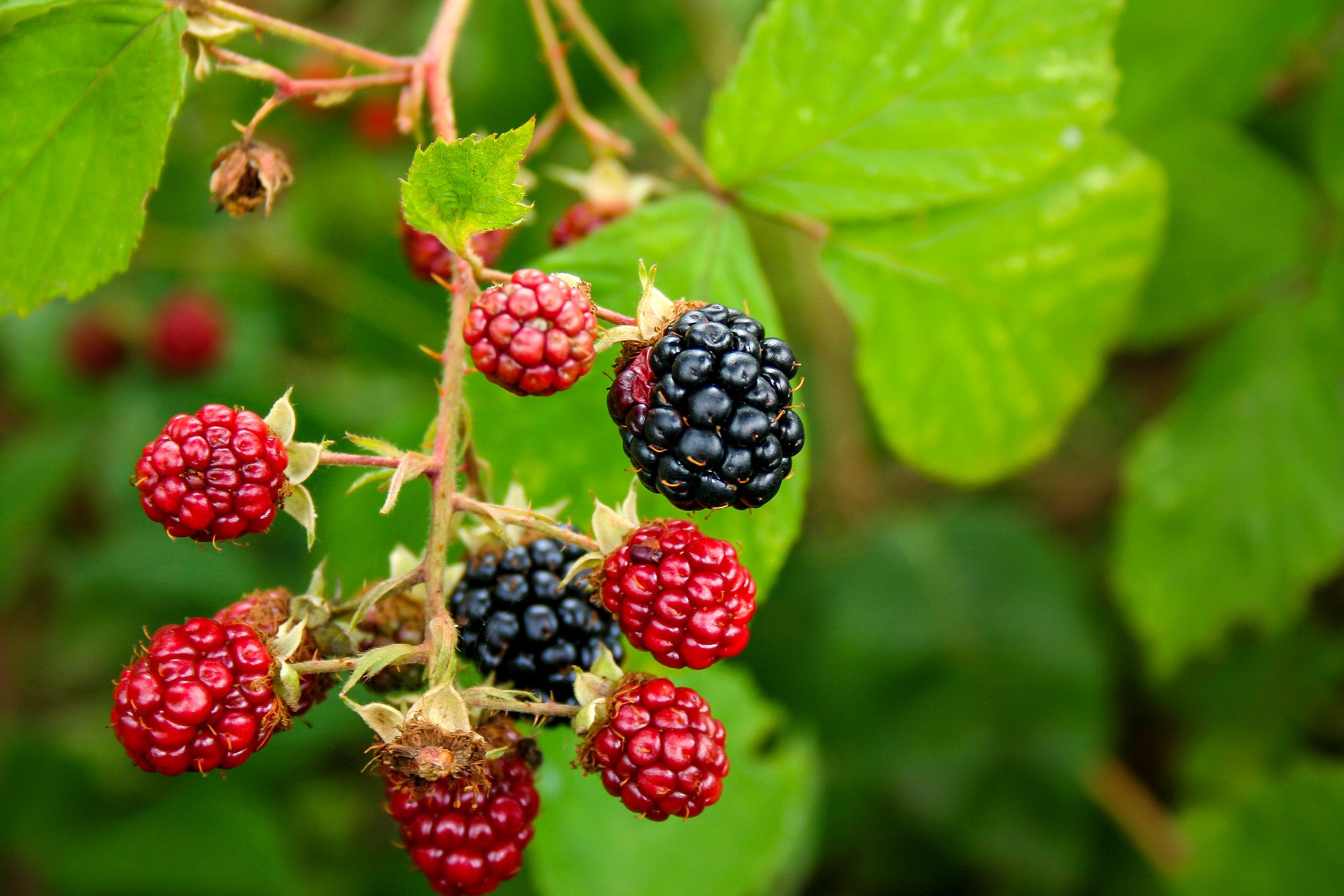 Sirop de mure - cum prepari suc dulce și aromat din mure proaspete