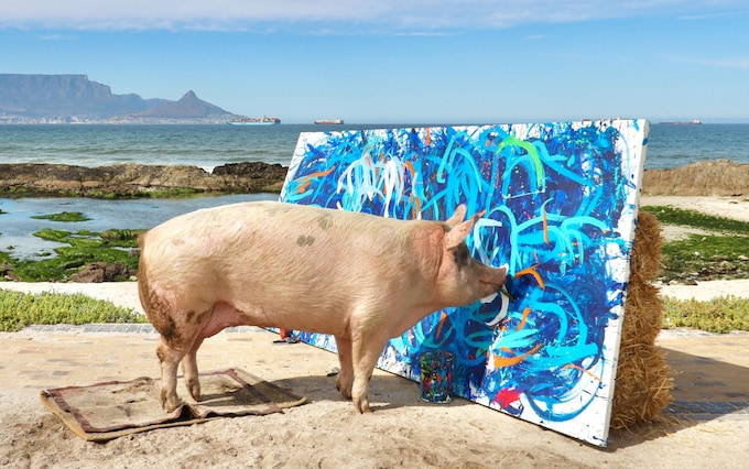 Pigcasso the painting pig [TheTelegraph]