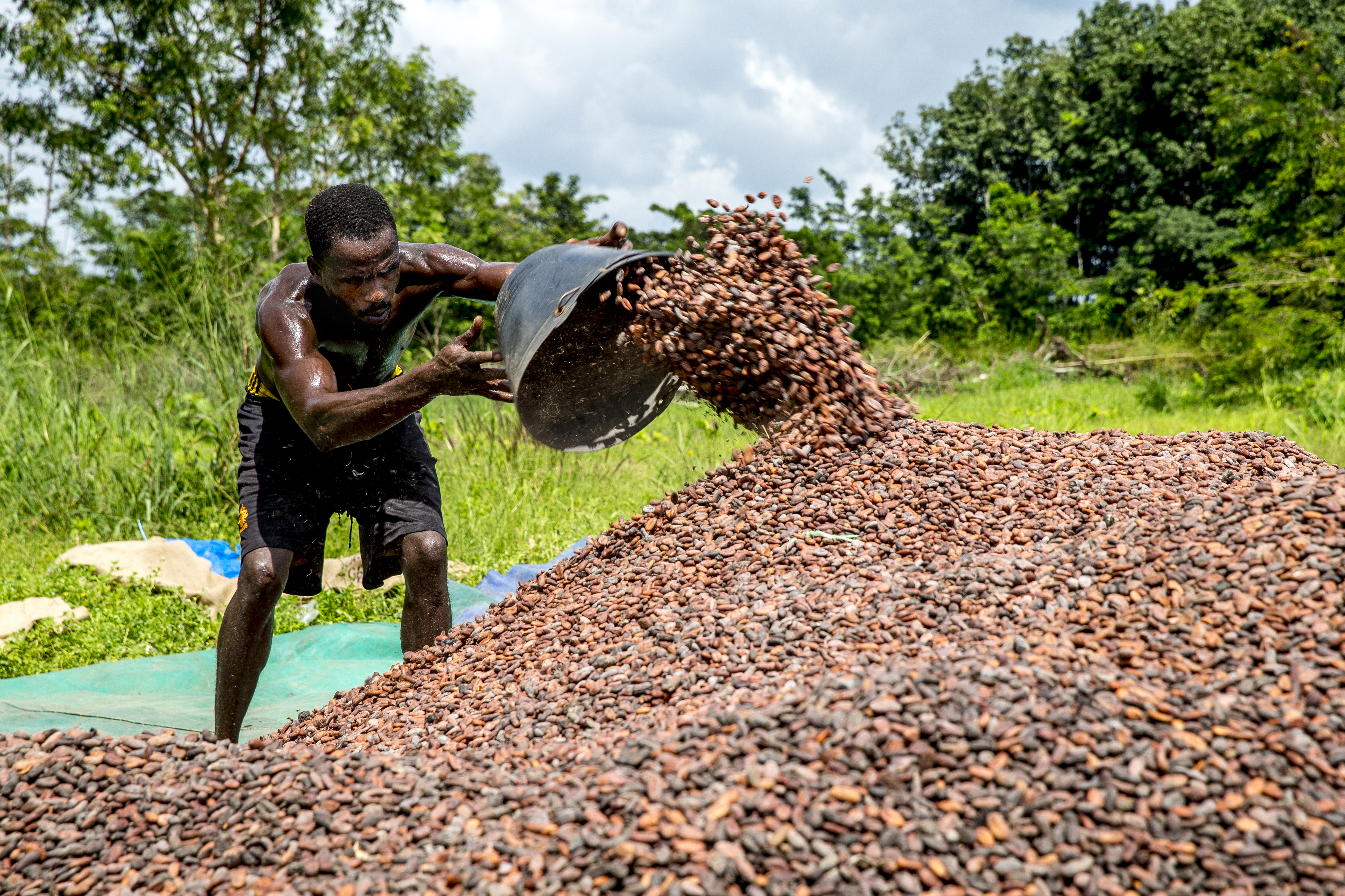 Ivory Coast considers cocoa price cut like Ghana as global market slump deepens