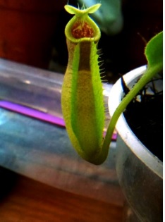 Grădina cu ciudăţenii! Colecționează plante carnivore | GALERIE FOTO