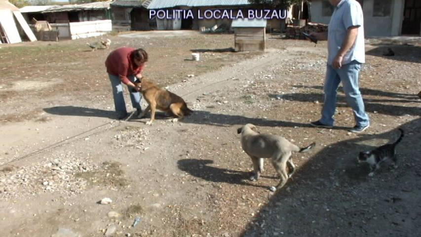 Încă o fermă ilegală de păsări și animale a fost descoperită la Buzău de polițiștii locali| GALERIE FOTO