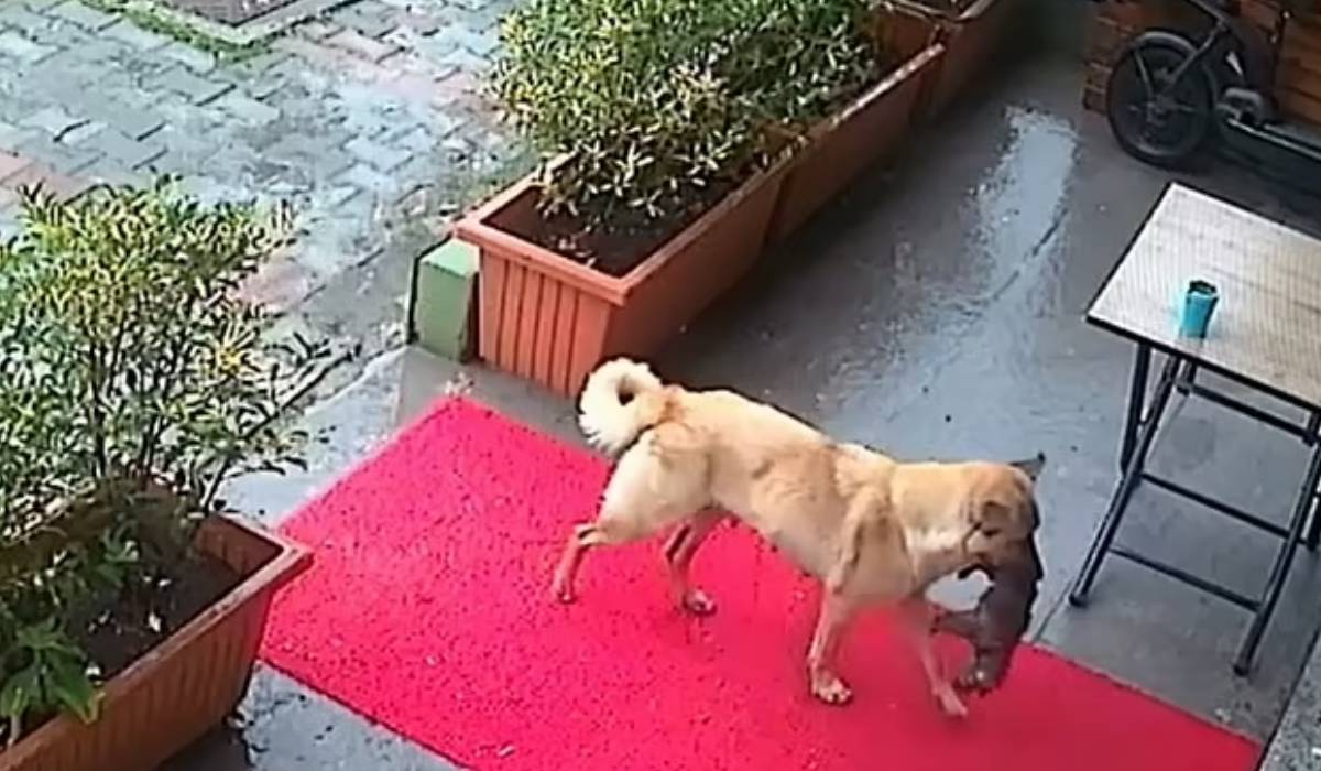 O cățelușă fără adăpost și-a dus singură puiul bolnav la veterinar. Imaginile au devenit virale