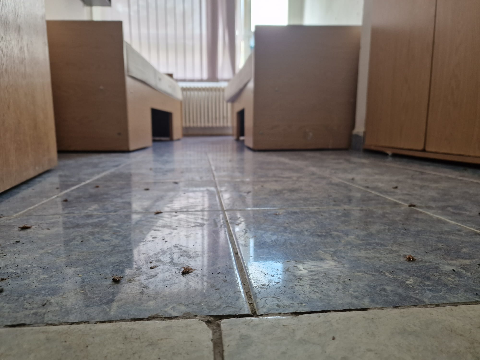 Cămin murdar, cu saltele pătate și gândaci pentru liceenii veniți în tabăra de vară a Universității din București. „Tu ai sta aici?”