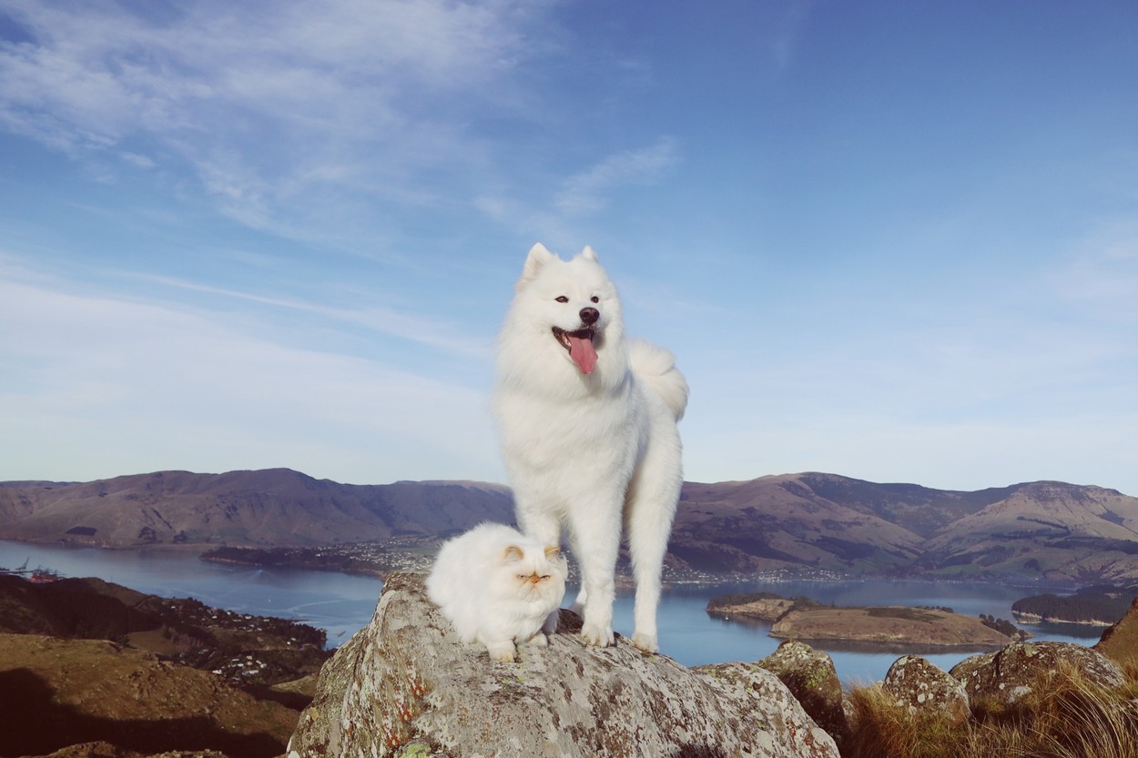 VIDEO | Prietenie la cataramă între un câine samoyed și o pisică persană