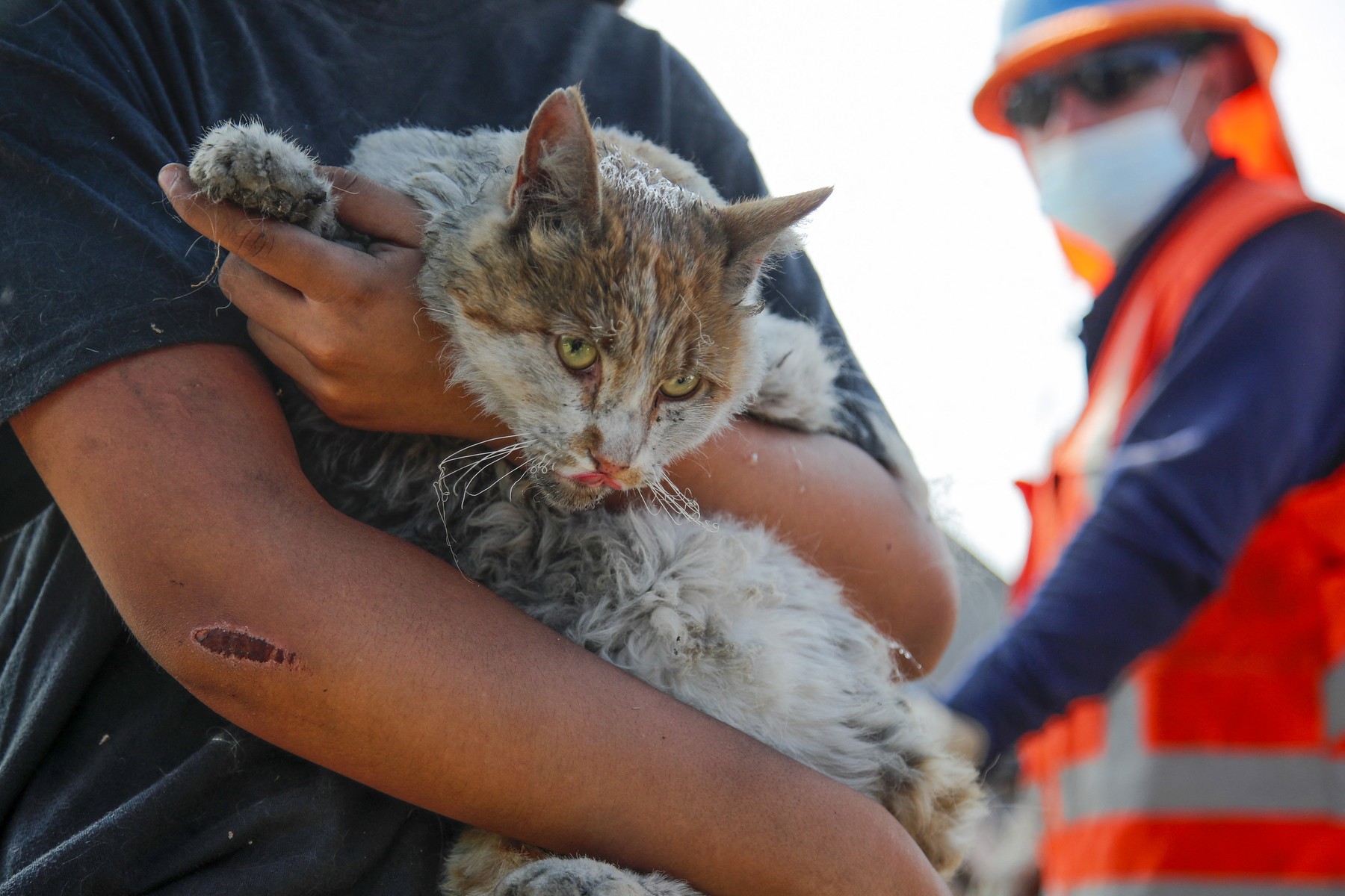 Animalele de companie, victime lăsate în urmă după incendiile din Chile, pe care veterinarii încearcă să-i salveze. „E o tragedie mult mai mare”