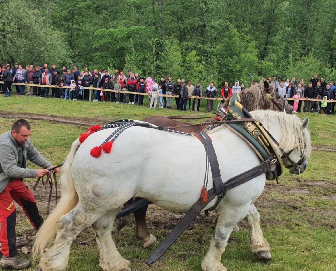 Povestea lui Falko, calul de tracțiune mort după un concurs de tras bușteanul. De ce proprietarul din România l-a revândut după trei zile