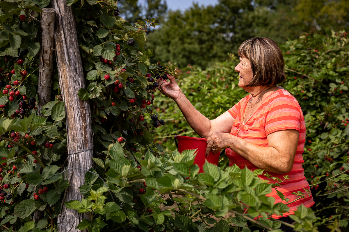 Trei generații au pus pe picioare o plantație de fructe de pădure în Gorj. Nepotul a dezvoltat afacerea, părinții au pus banii, bunica Mărioara coordonează muncitorii