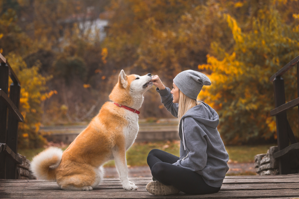 Akita - ce temperament are unul dintre cei mai cunoscuți câini de vânătoare