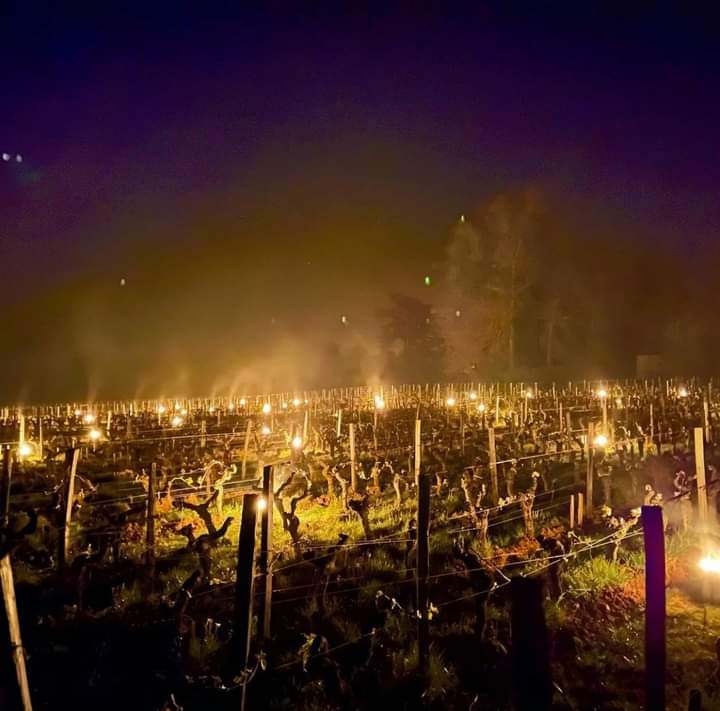 Viticultorii francezi au aprins sute de lumânări în vița-de-vie: „Ne ținem respirația”