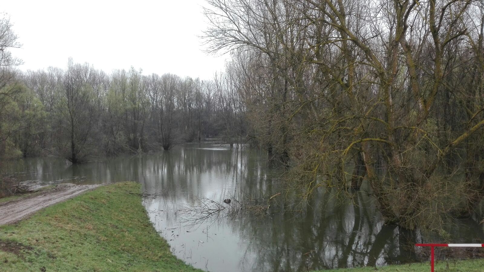 Dunărea, sub cod portocaliu în judeţul Olt! Sute de hectare de păşune şi pădure sunt inundate! GALERIE FOTO