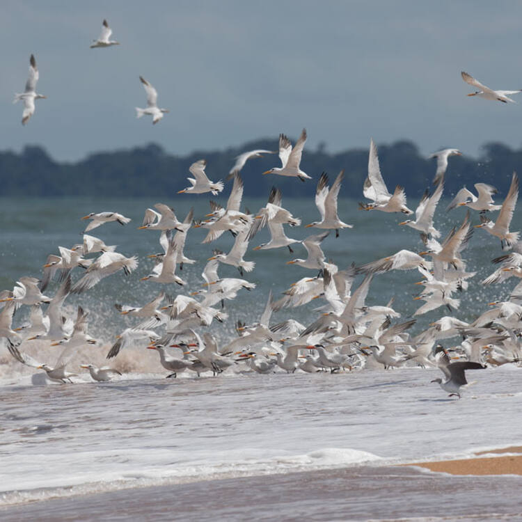 Coastal and Marine Ecosystems of the Bijagós Archipelago – Omatí Minhô