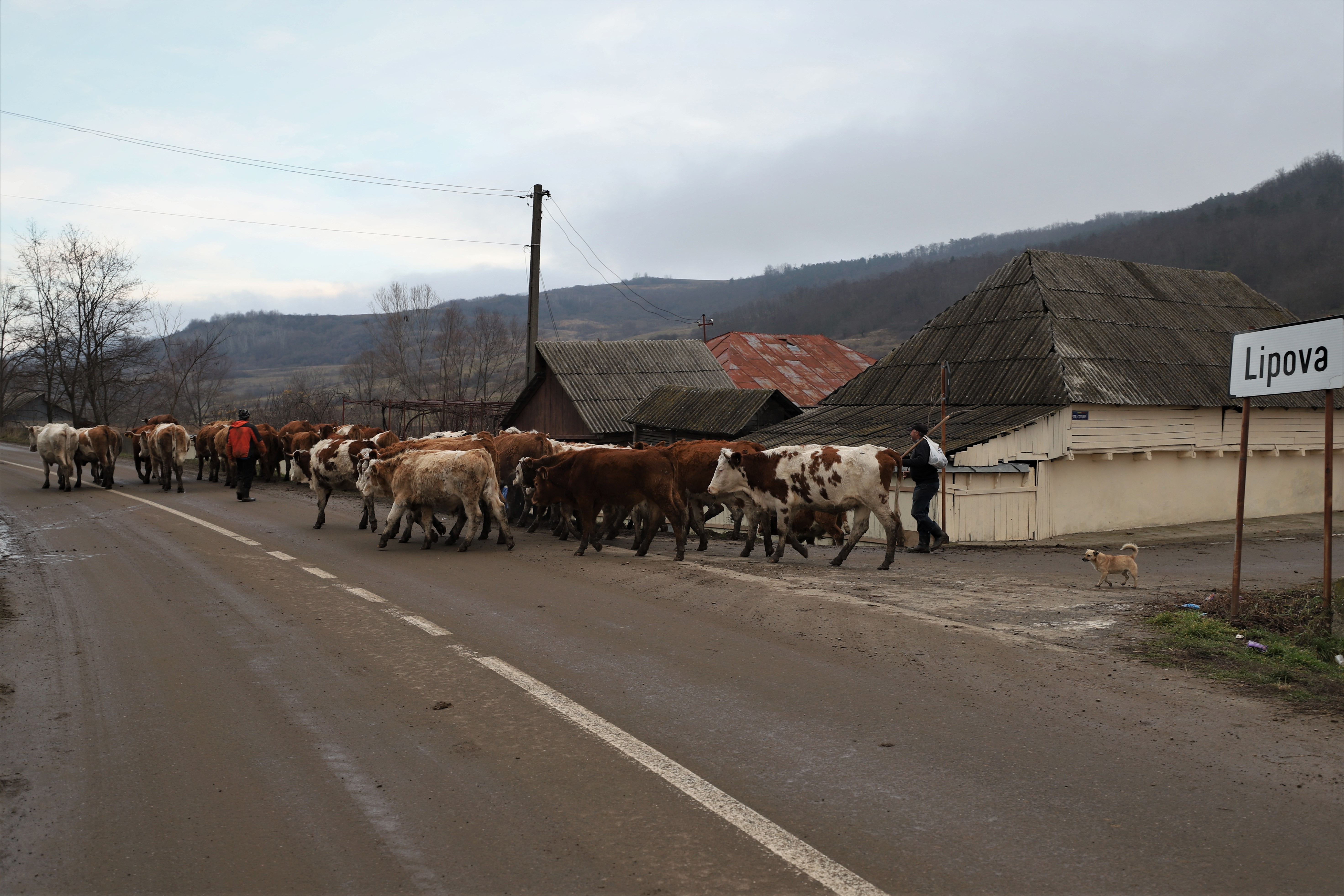 REPORTAJ. Cum s-a trezit un gospodar din judeţul Bacău cu trei ruşi în curtea casei: „Am scris cu dalta pe cruce Eroi Necunoscuţi”
