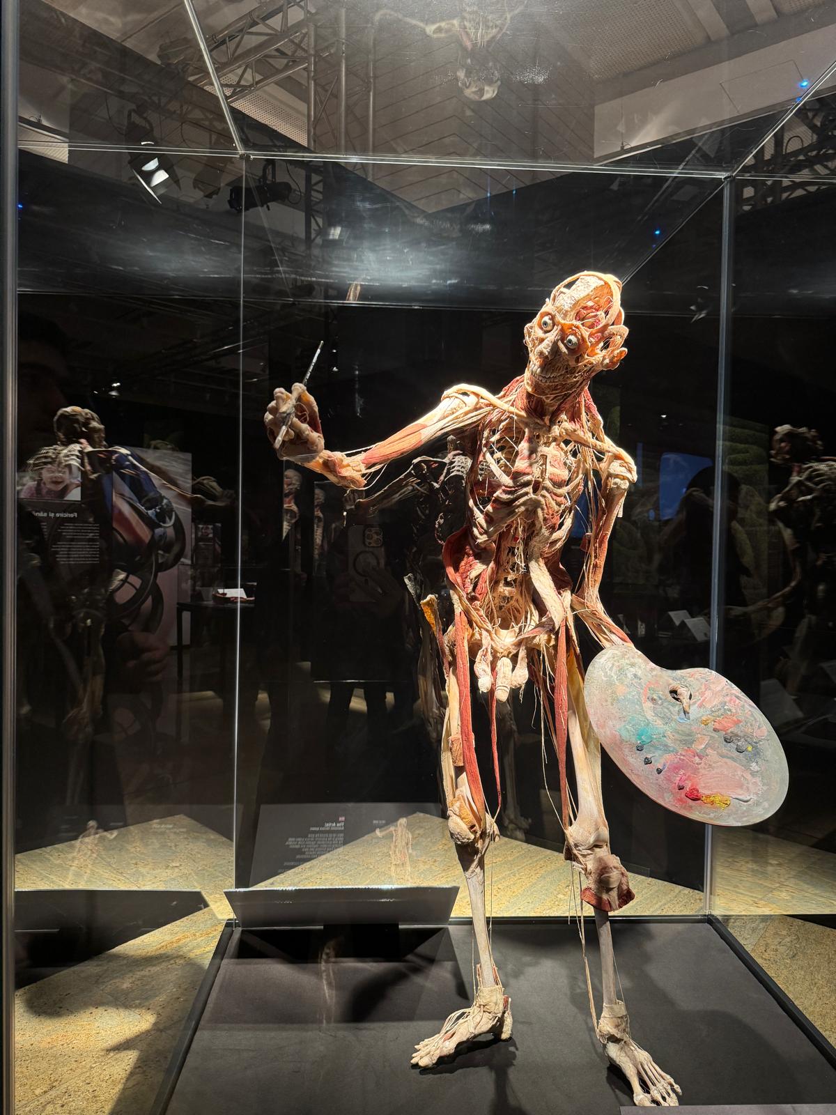 Expoziția de corpuri plastinate de la Biblioteca Națională se prelungește până pe 16 martie: „La cererea publicului”