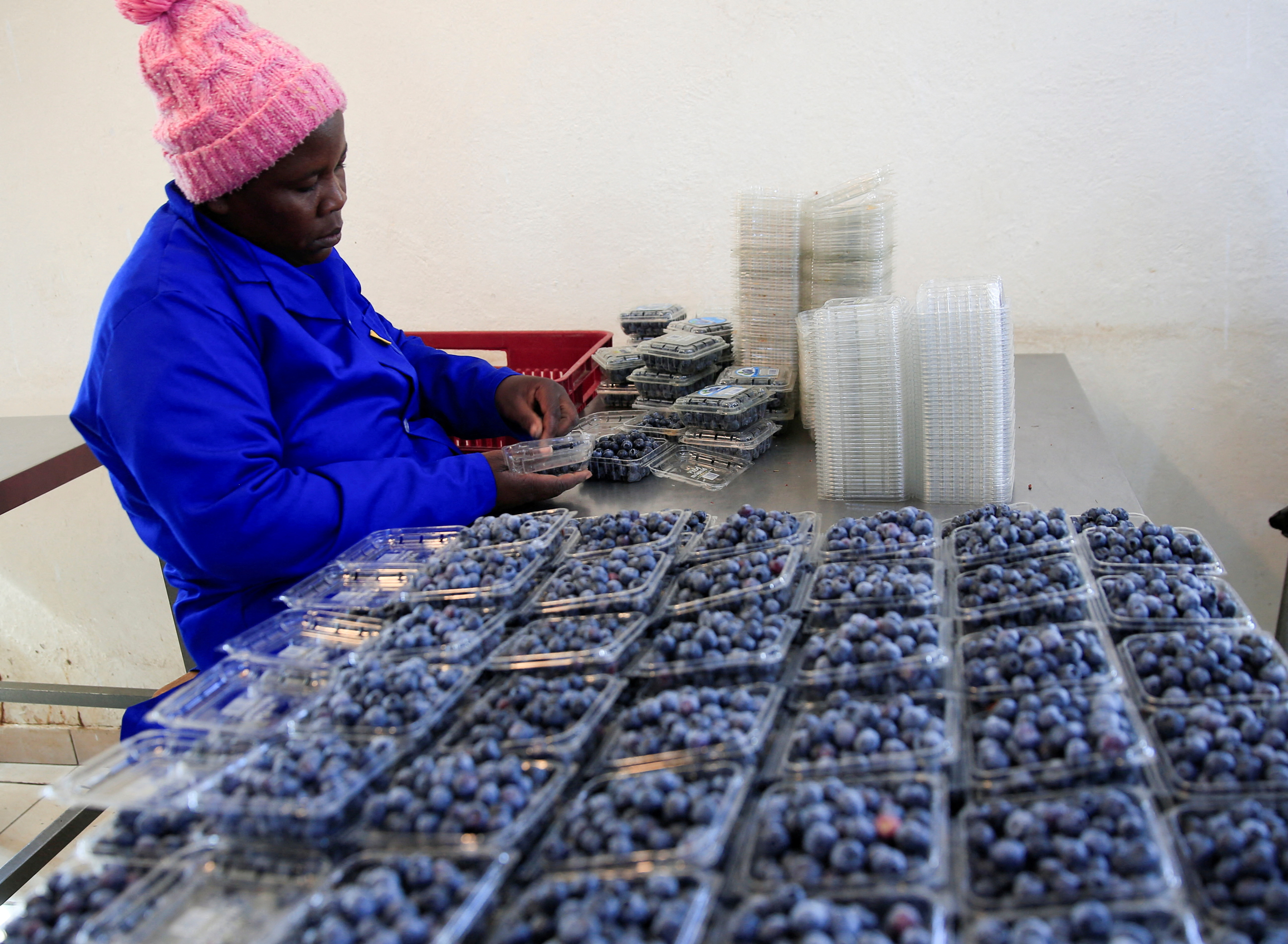 Zimbabwe begins blueberry exports to China as it targets a $400 million market