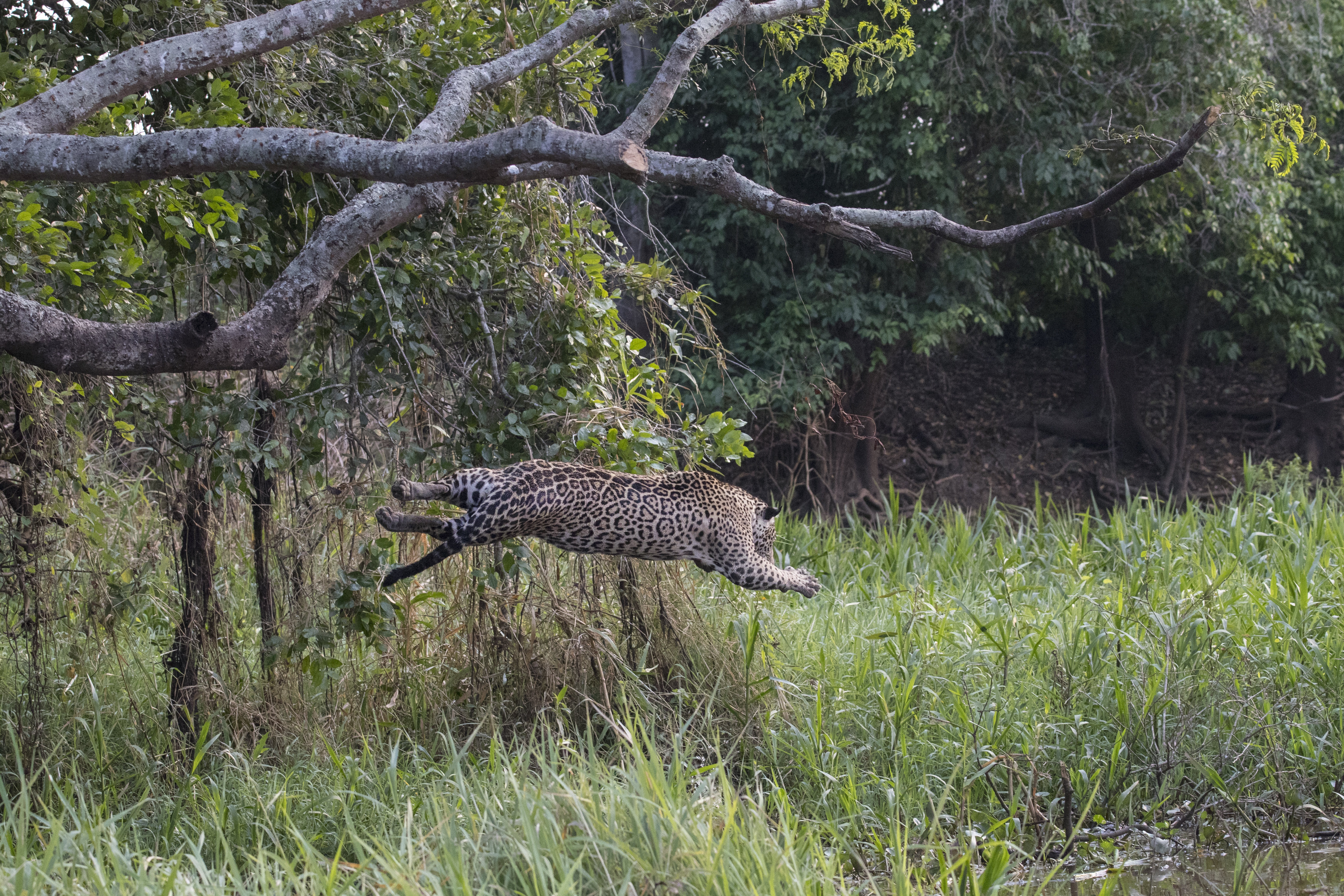 Imagini incredibile cu lupta dintre un jaguar și un crocodil! Felina a sărit în apă și a atacat