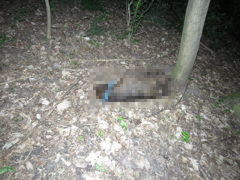 Horror a borsodi erőben: kegyetlenül kivégeztek egy kutyát – Vigyázat, felkavaró fotók!🔞