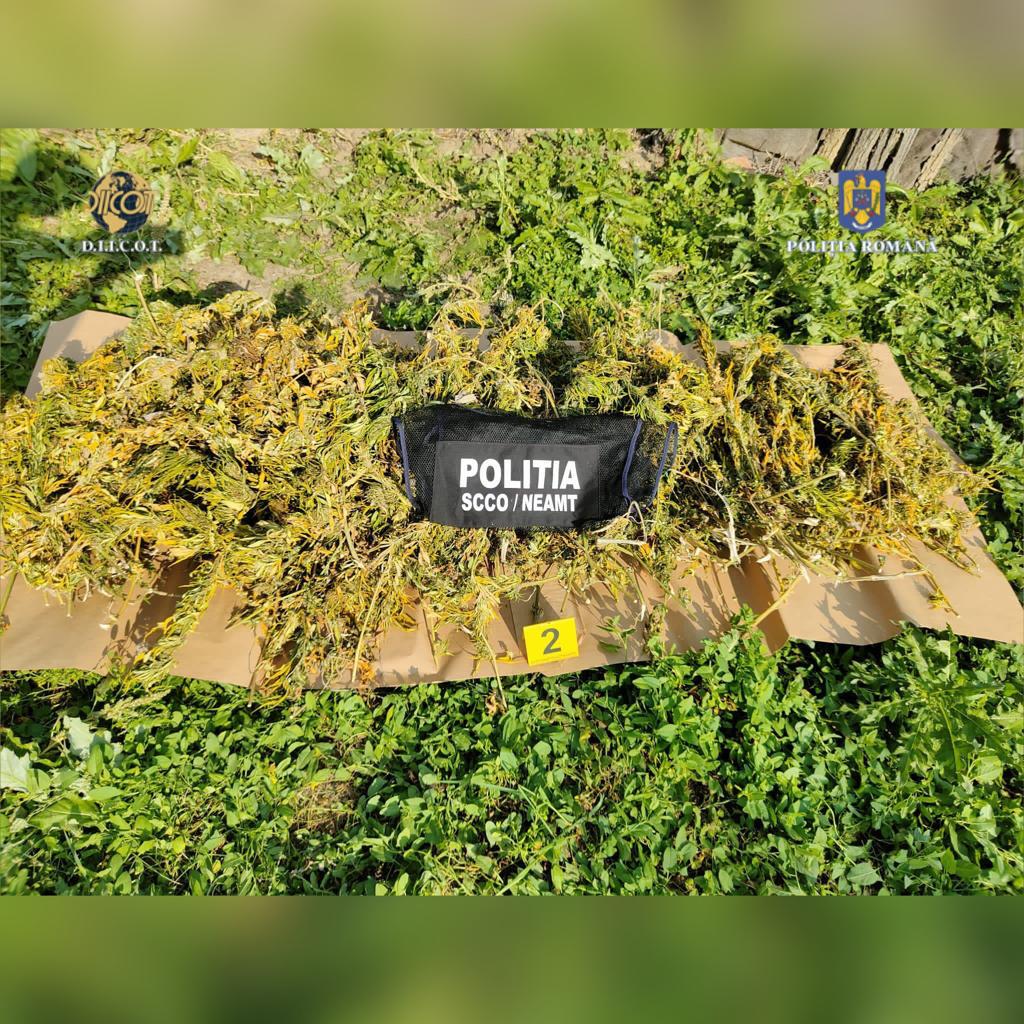 Aproape 1,3 tone de canabis au fost confiscate de DIICOT. Un inculpat, prins după ce s-au tras focuri de armă