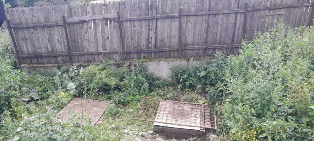O ursoaică a căzut într-o fosă septică neacoperită din Sinaia și și-a ţinut puiul pe creştet pentru a-l proteja. VIDEO