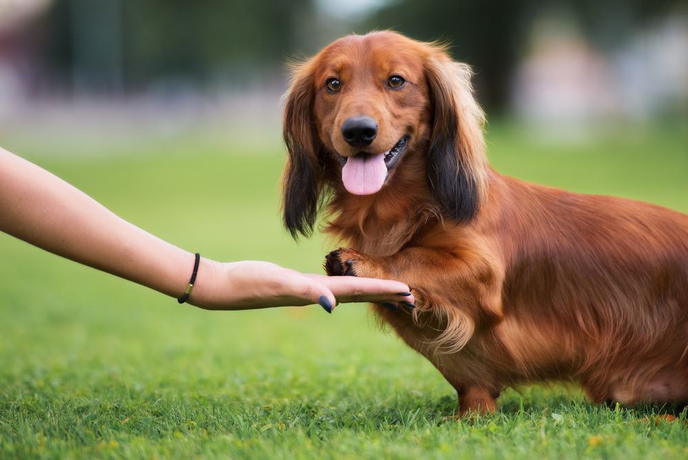 Rasa Dachshund - personalitatea celui mai cunoscut câine de vânătoare