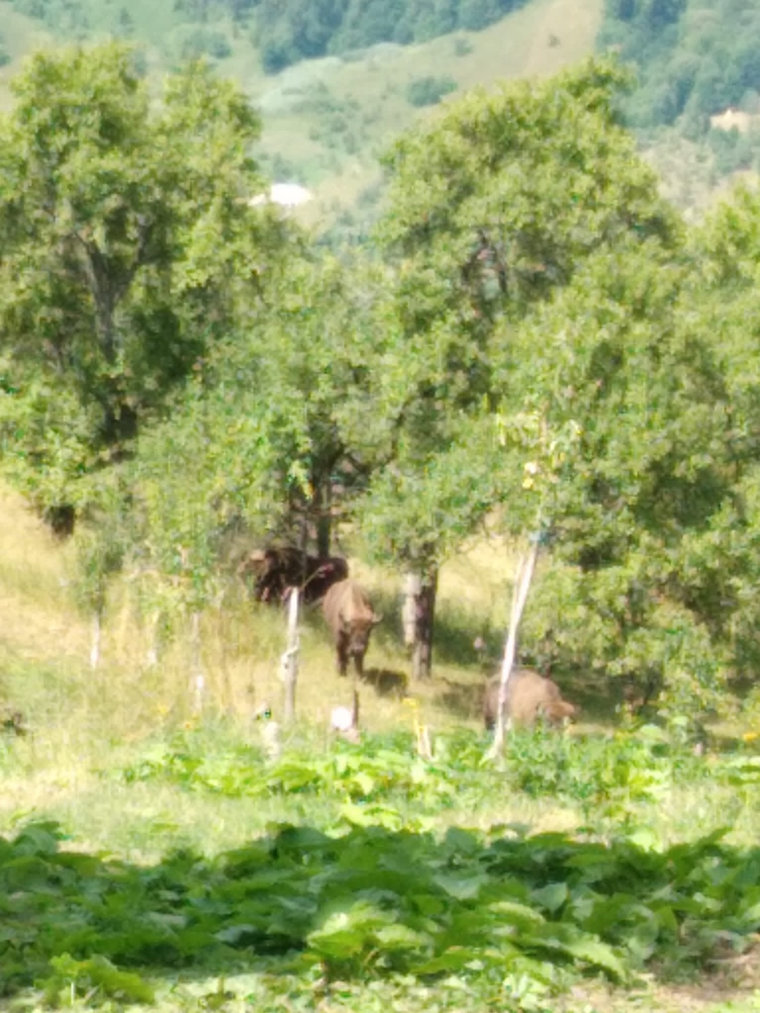 Zimbrii au intrat în gospodăriile oamenilor din comuna Cornereva. Au intervenit jandarmii din Caraș-Severin