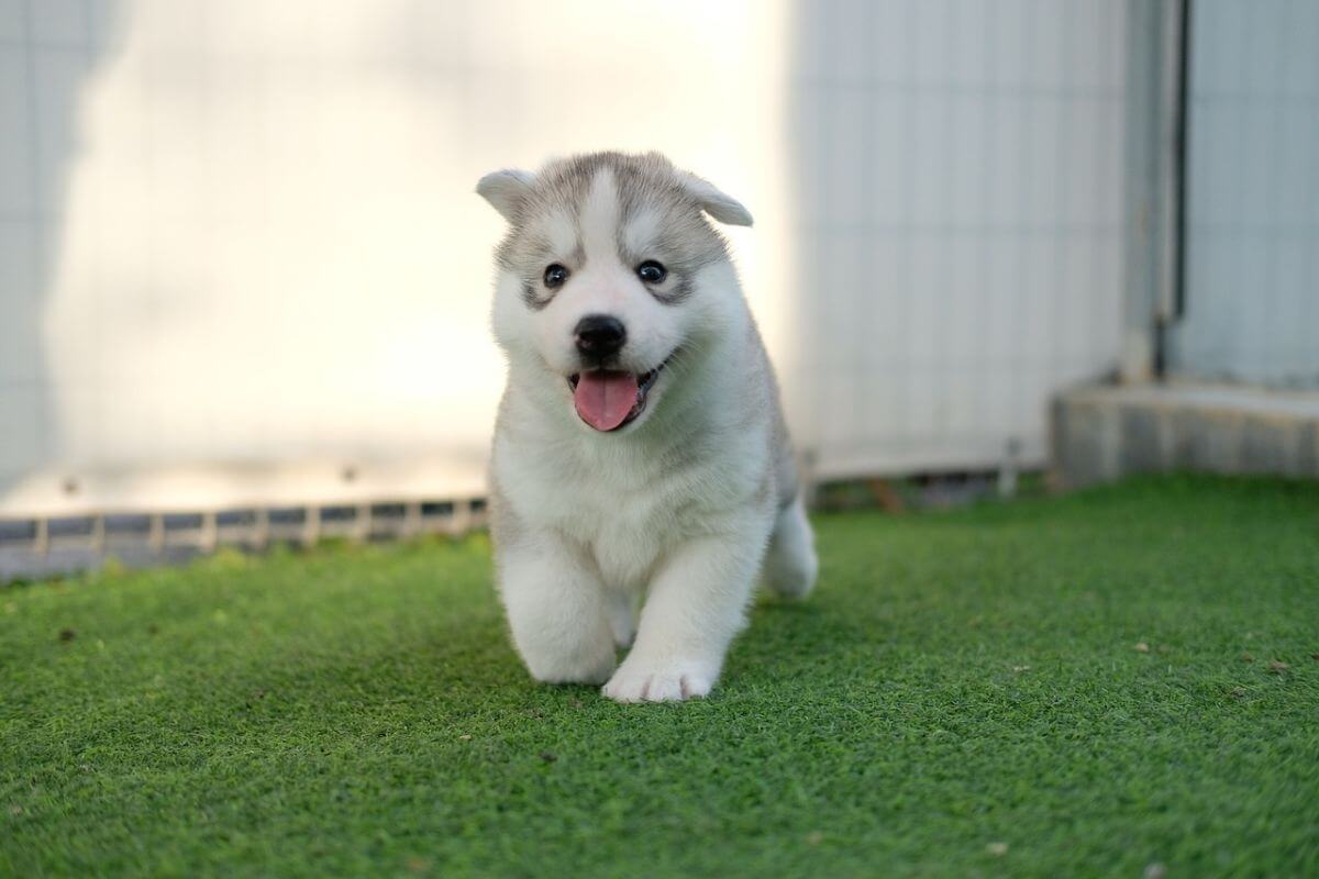 Husky - ce temperament are unul dintre cei mai frumoși câini din lume