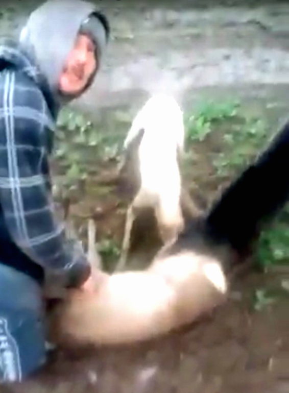 Un individ a prins un pui de căprior, l-a dat la câini și i-a rupt gâtul. Cruzime extremă în Argeș |VIDEO