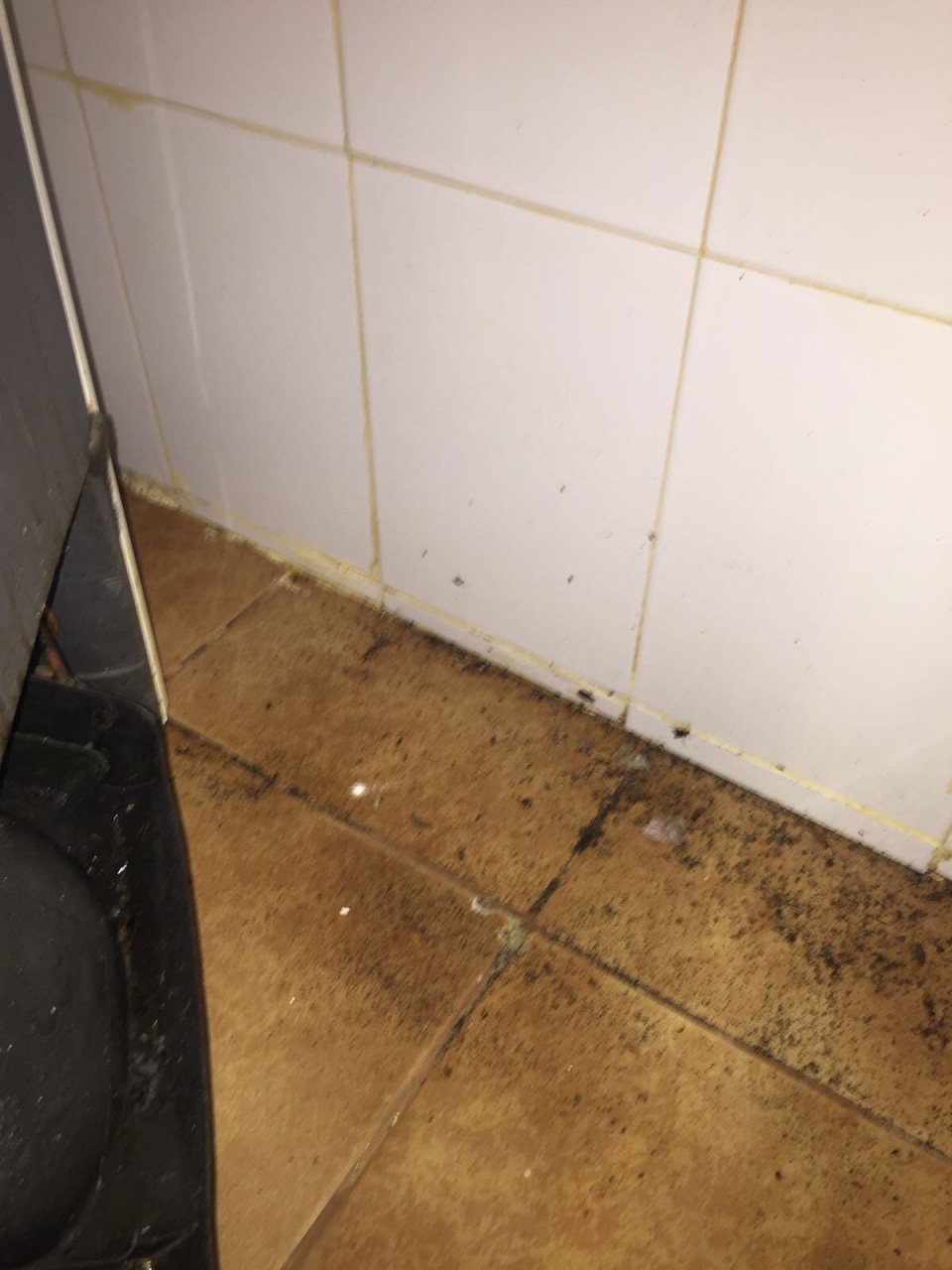 Gândaci la o patiserie din Constanța. Mizerie de nedescris în prag de sărbători | FOTO&VIDEO