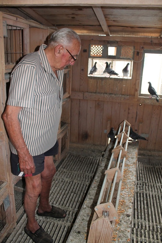 Cel mai bătrân columbofil din țară are 92 de ani! «Porumbeii călători se dezorientează din cauza antenelor GSM»