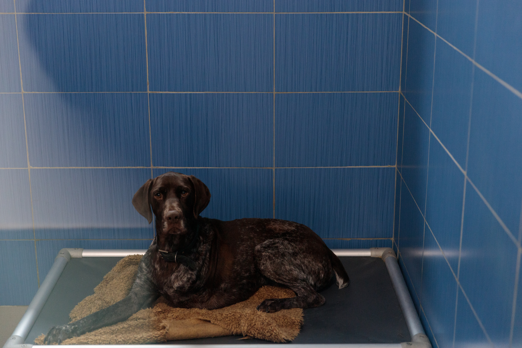 Poliţia Animalelor a împlinit un an. Peste o mie de animale salvate, zeci de dosare penale și 15 persoane arestate