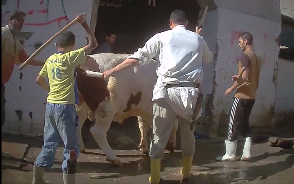 România ar putea înlocui exportul de animale vii cu carne congelată. Cum decurg negocierile