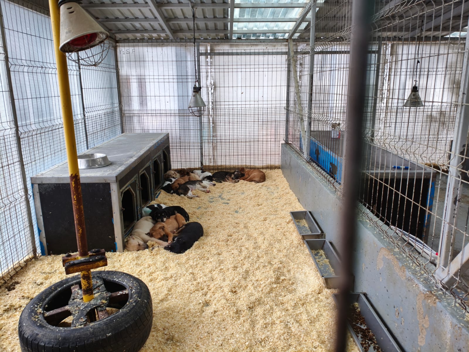 Orașul câinilor. Localitatea din România care a ajuns să găzduiască cel mai mare adăpost din lume dedicat animalelor fără stăpân