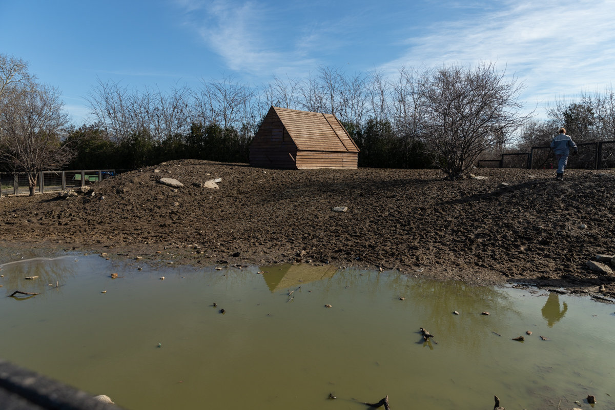Proprietarul cailor maltratați de la Techirghiol îi poate lua înapoi după 45 de zile, dacă dovedește că sunt ai lui. „Procurorul Țucă, un mare iubitor de animale”