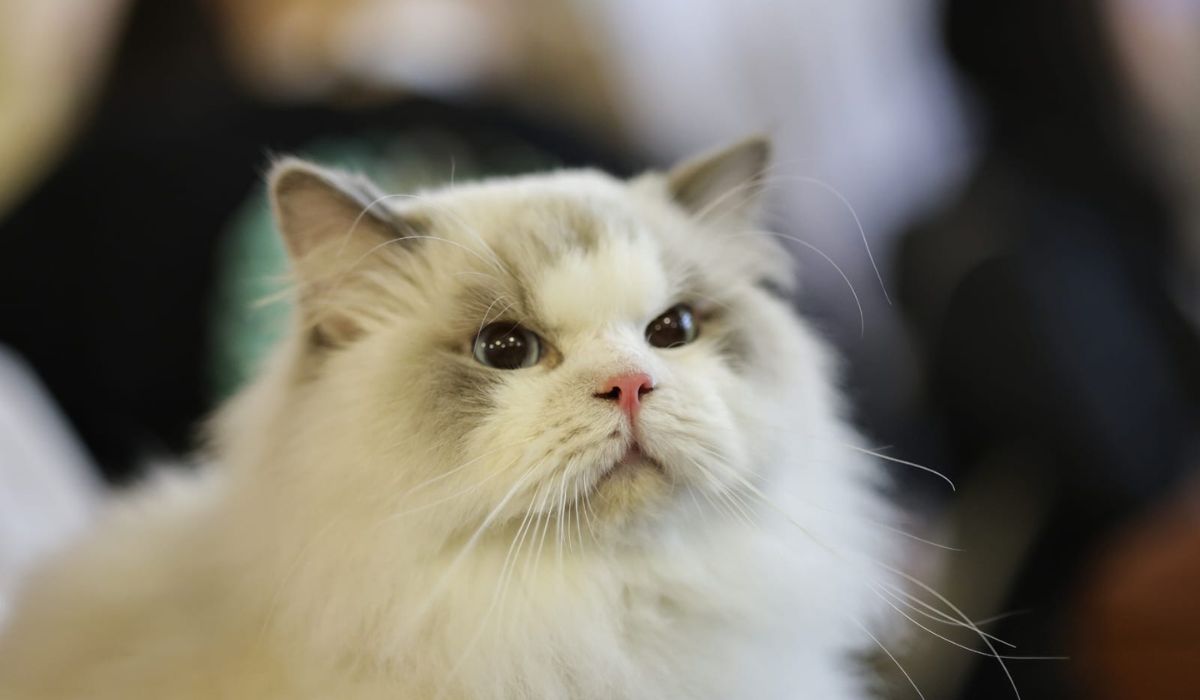 Expoziție de pisici la București: O nouă rasă de pisici va fi prezentată, în premieră, în România la evenimentul dedicat felinelor
