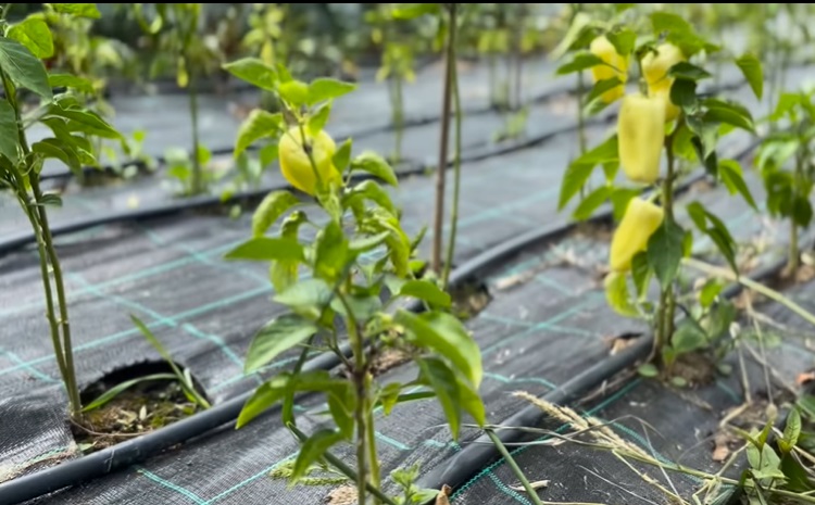 Imagini cu solarul pentru legume al lui Dragoș Bucur și al Danei Nălbaru. Ce au făcut cu roșiile care s-au copt: „Sunt multe, mulțumim lui Dumnezeu”