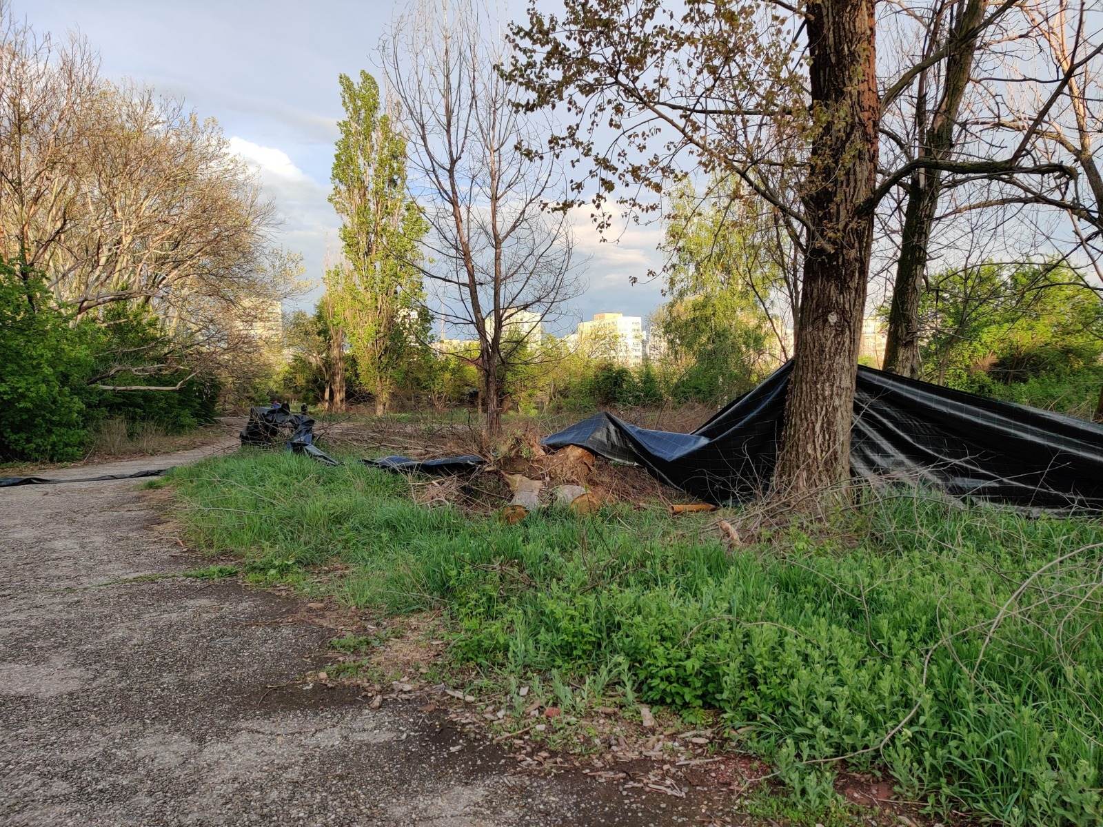 Copaci tăiați cu drujba sub ochii polițiștilor locali. „Am tăiat doi pomi, 25 de lei amenda, trăiască Negoiță!”
