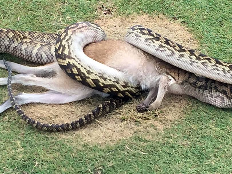 Imagini șocante din golf! Un piton lung de 4 metri a înghițit un pui de cangur / GALERIE FOTO