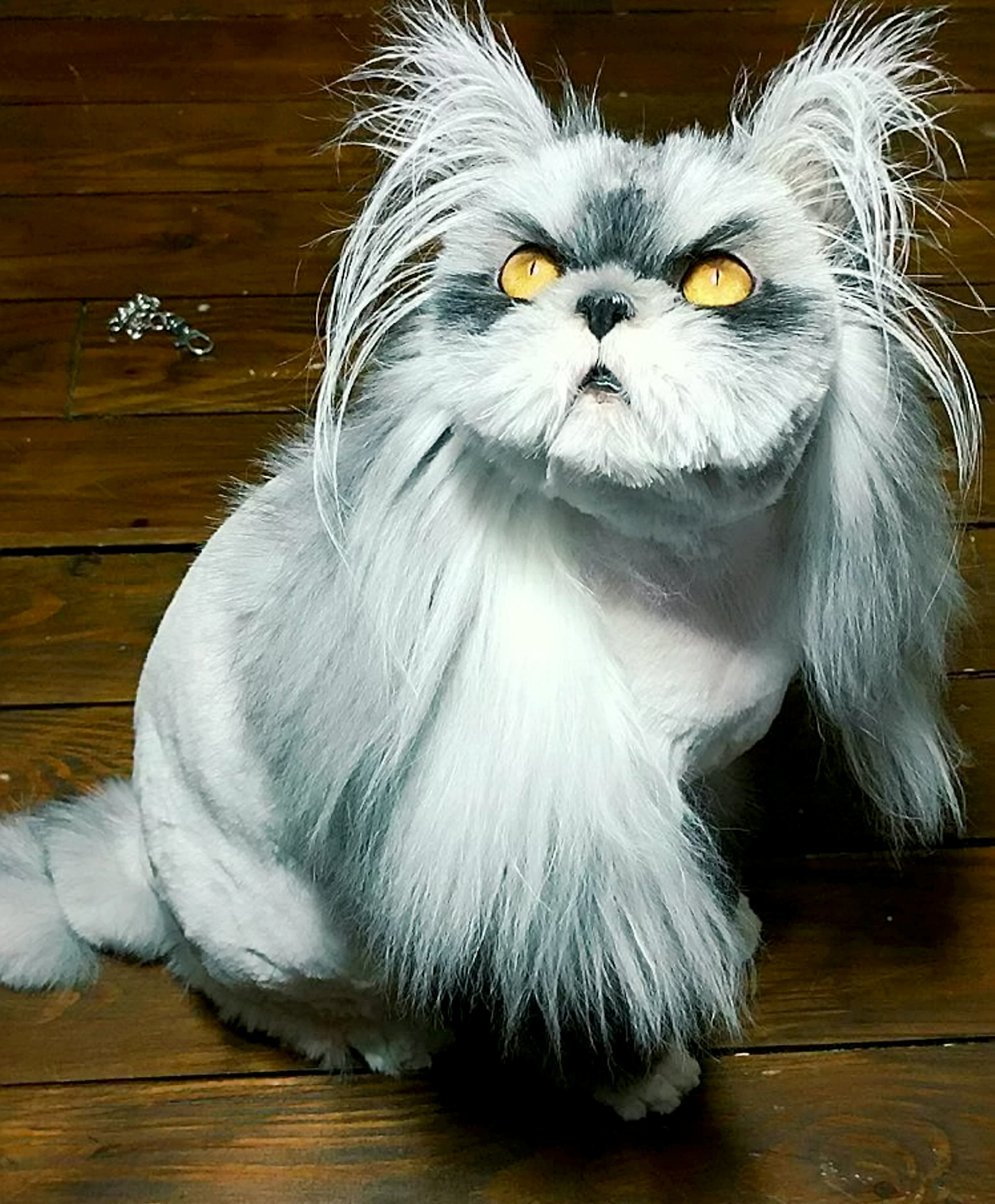 Pisică sau cățel? Ce crezi că este animalul din imagine | FOTO