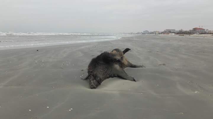 Porci mistreți, găsiți morți și parțial sfâșiați pe o plajă din nordul stațiunii Mamaia - FOTO&VIDEO