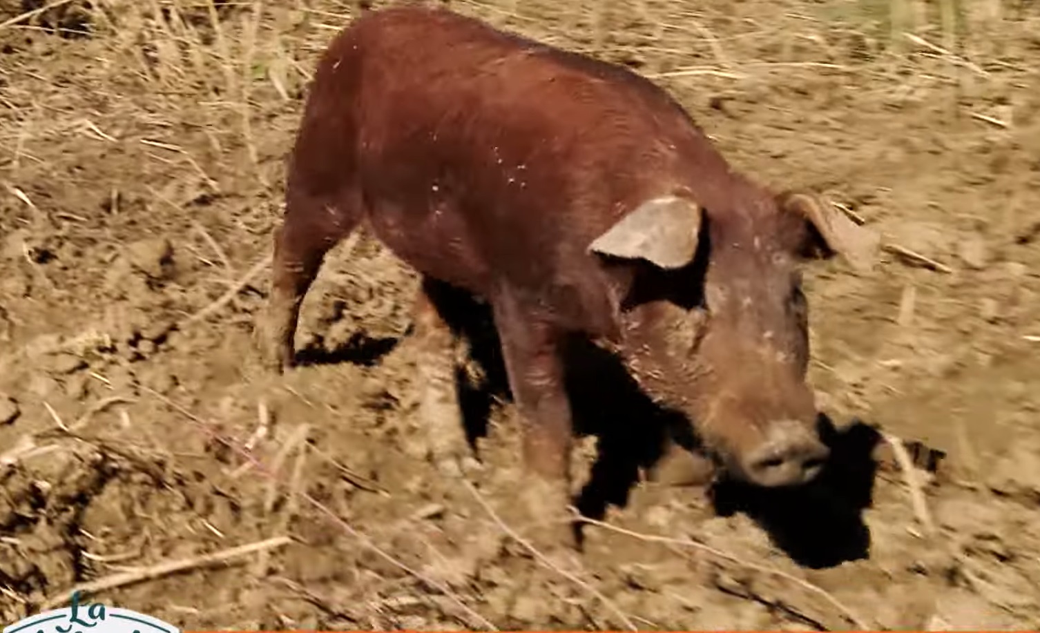 Imagini cu ferma de păsări și porci a tenorului Vlad Miriță. De la el cumpără carne Marcel Pavel, dar și Monica Anghel