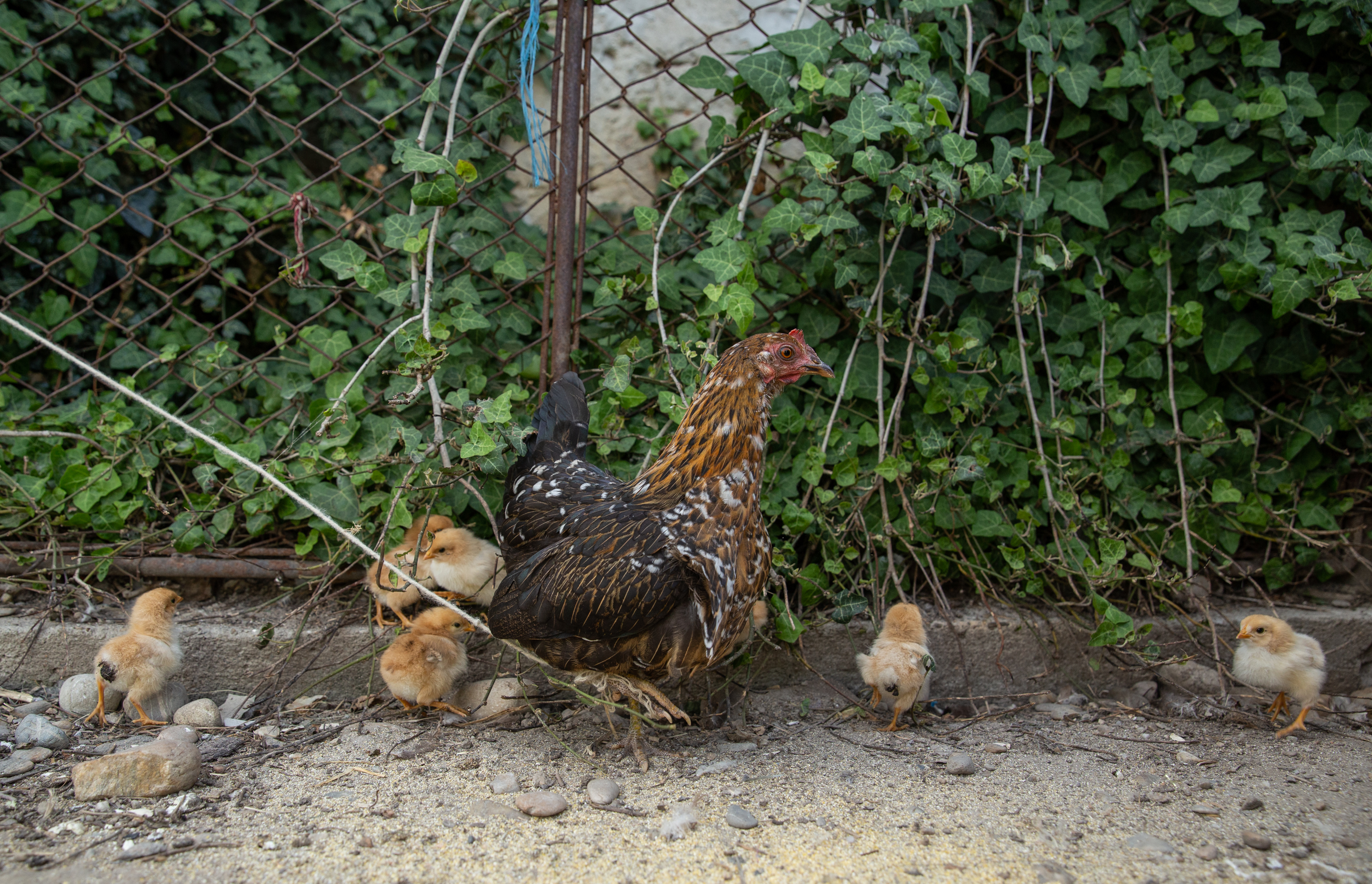 O familie din Dâmbovița crește cinci băieți într-o casă gata să cadă. În pandemie, școală face unul singur, de pe telefonul lu’ mami