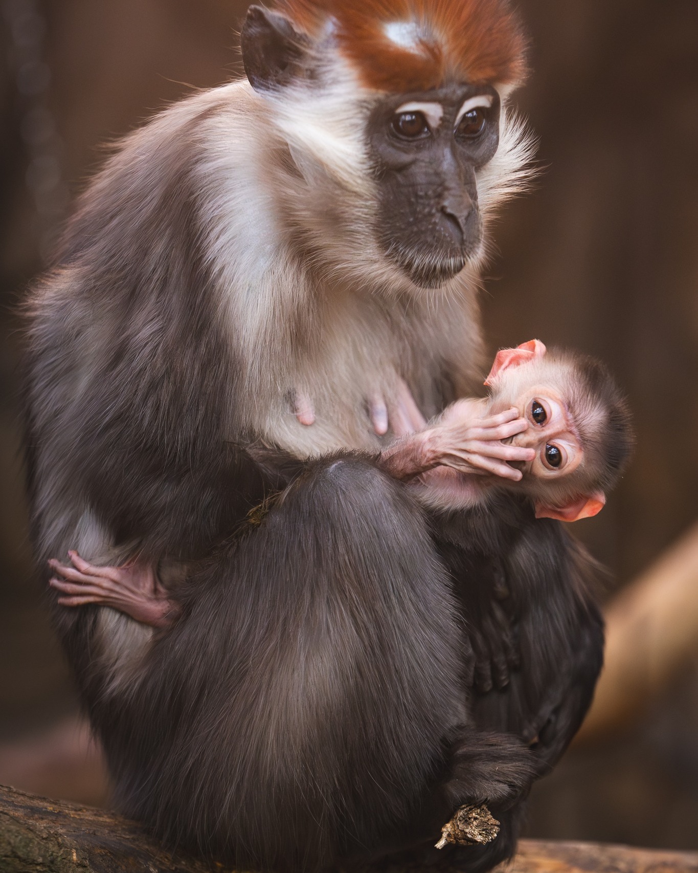 Ale małpie szczęście! euforia przed świętami w zoo