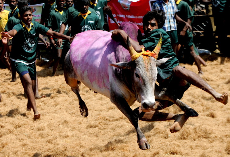 Un mort și zeci de răniți în prima zi a unui festival rodeo în India. Taurii sunt îmbătați înainte de a fi eliberați
