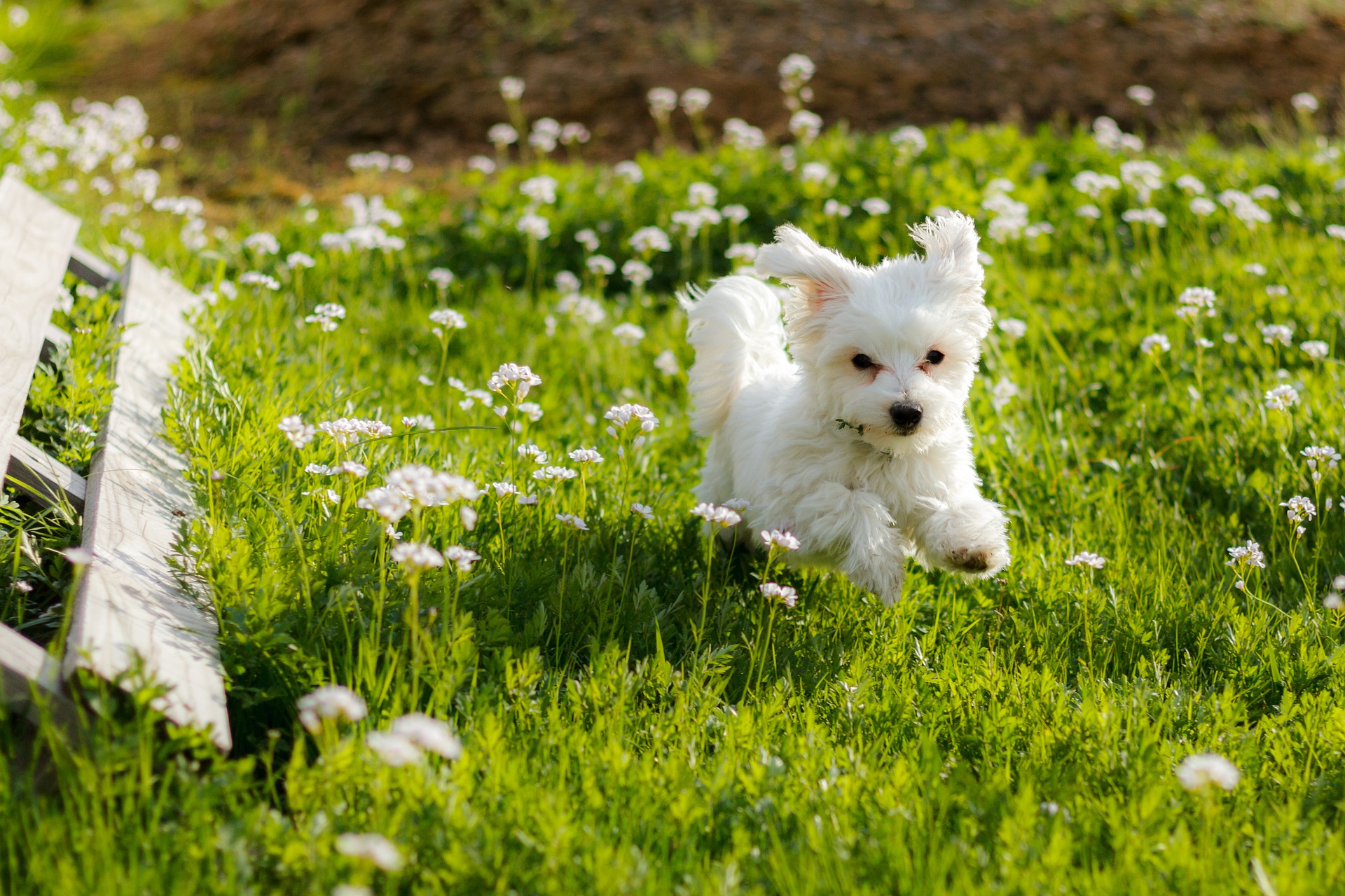 Bichon Maltez - ce caracteristici are una dintre cele mai vechi rase de câini