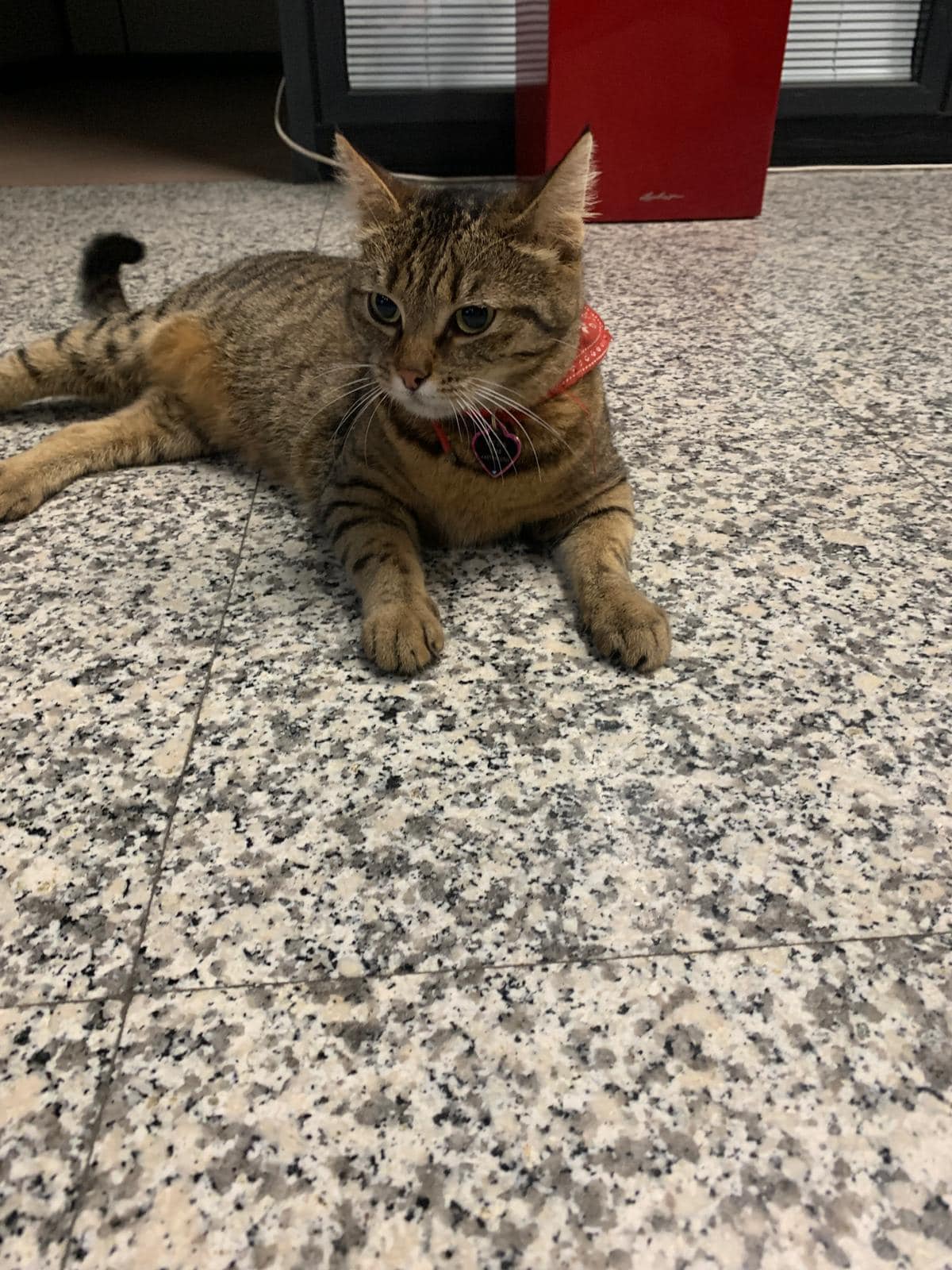 A dispărut Vasi, pisica-mascotă a Aeroportului Otopeni. Angajații fac apel la populație pentru a o găsi
